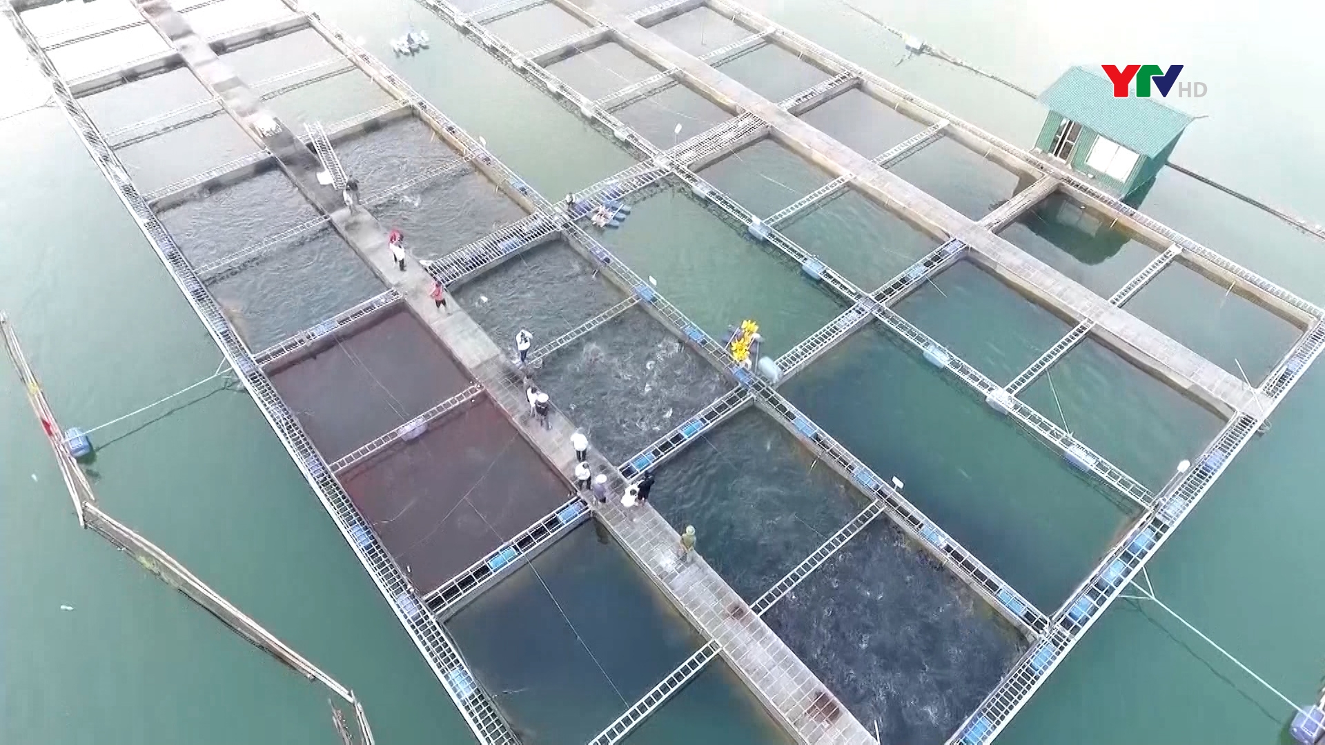 Công ty TNHH Thủy sản sạch Hải Hà chế biến sâu sản phẩm cá hồ Thác Bà
