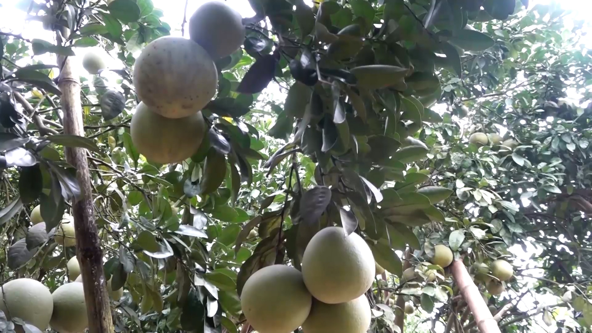 Nông dân thị xã Nghĩa Lộ tích cực chăm sóc cây ăn quả phục vụ Tết